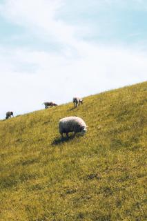 Bed & Bakkie Het Lamsoor Texel - 1