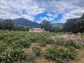 Domaine U Filanciu - Casa Ghjulia - Centru di Corsica - Moltifao - 8