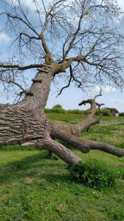 Cosy Farmhouse Glamping - 2