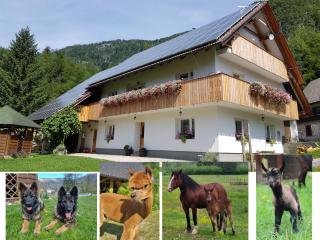 Domačija Loncnar- apartment - Bohinj - 0