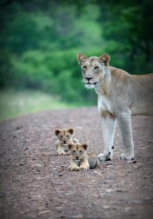 Leopard Mountain Safari Lodge - 6