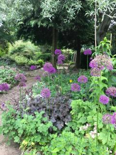 Phlomis - York - 3