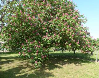 B2B Campingpods Volkach - Volkach - 1