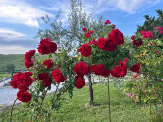 Masso alle Rose di Santarsiero Serena - Montaione - 8