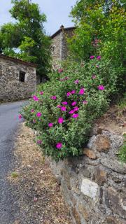 Gîtes chez Daniel "Cevennes 3" - Mars - 4