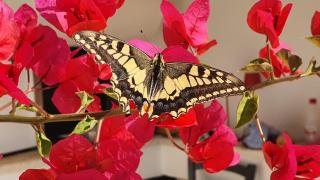 TRULLO ALLA CASINA GIUSEPPINA - 7