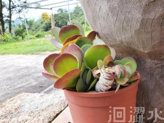 日月潭洄澀水包棟民宿 - Yuchi - 1