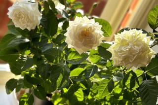 Stylish and Modern One-Bedroom Flat in Dorset - 3