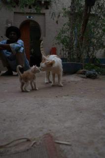 back to original home - Merzouga - 8