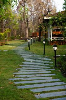 Saj In The Forest, Pench - 6