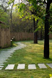 Saj In The Forest, Pench - 2