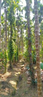 Magod Homestay - Idgundi - 0
