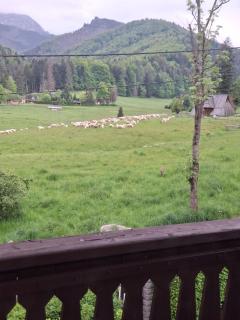 Apartament Osa Bogdańskiego 4 - Zakopane - 3