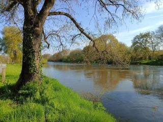 Les hirondelles au bord de l'eau - Guipry-Messac - 5
