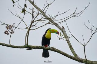 Birds & Breakfast Costa Rica - Fortuna - 9