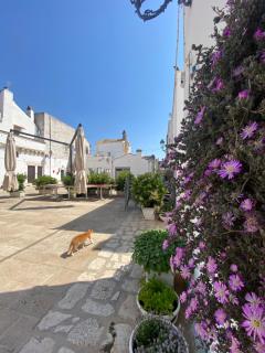 La casa del Mulino - 9