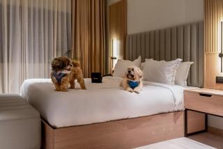Downtown Prime - A Boutique Hotel Udaipur - Udaipur - 9