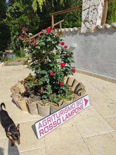 Agriturismo Rosso Lampone - Cerreto Laziale - 9