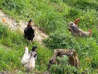 Le gite du moulin - Lablachère - 8