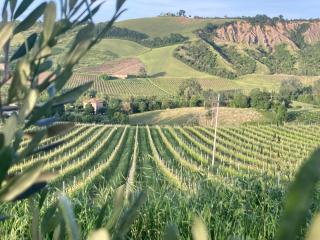 Agriturismo Camponovo - Brisighella - 6