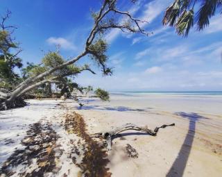 Tortuga Tillys - Cape San Blas - 1