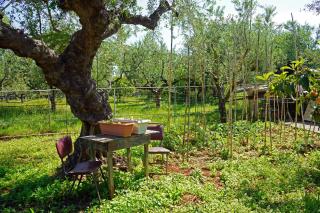 VENI Olive House - Kalamata - 2