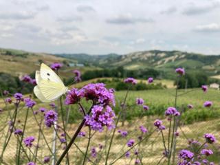 Agriturismo Camponovo - 4
