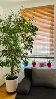 Großes und helles Innenstadt Apartment - Ferienwohnung - Bad Homburg vor der Höhe - 7