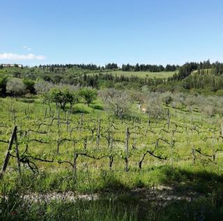 La Cantinetta di Barberino - 7