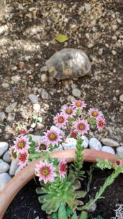 Beach Garden Family Apartment - 6