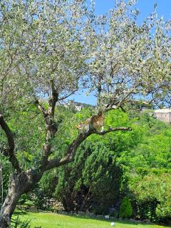 Gîte 4 "OLIA" aux Magnolias - Aubenas - 7
