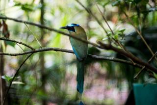 Río Muchacho Organic Farm - 4