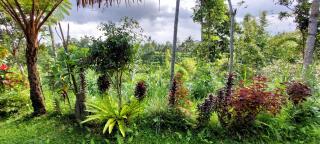 Second Home Bungalows - Tetebatu - 4