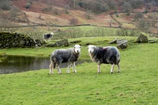 Langdale Cottage - 5 bedrooms and 5 bathrooms - Chapel Stile - 4
