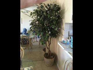 402 - Fourth floor ocean view delight - New Smyrna Beach - 1