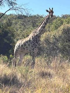 Hakuna Matata-Bela Bela - 2