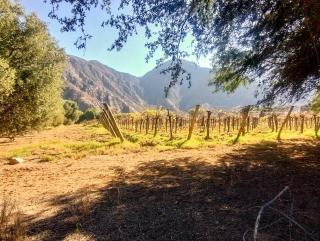 Finca Los Sauces - Chilecito - 3