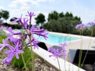 Apartments Monsurei, Lake view - Bardolino - 1