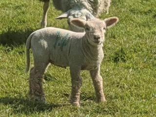 The Piggery - Cowfold - 6