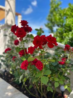 Sea Front 171 - Kotor (Cattaro) - 7