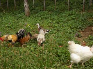 Maison rénovée paisible près Lalinde, grand jardin - FR-1-616-21 - 9