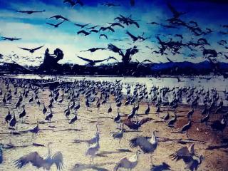 25 Acre Hummingbird Ranch Birdwatching/360 MTN Views/Dark Starry Nights/Arizona - Pearce - 6