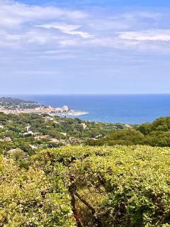 Les Collines - Sainte-Maxime - 9