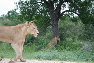 Kruger Adventure Lodge - 9