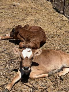 Tazabek guest house - 9