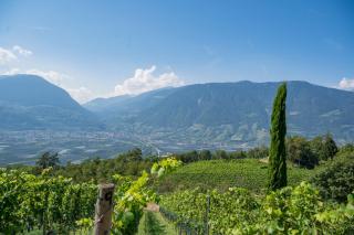 Weingut Eichenstein - Merano - 1