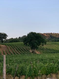 Podere le Mulina - Castiglione dʼOrcia - 3