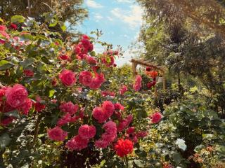 GARDEN VIEW near FRANKFURT ----- STAY LIKE AT HOME ----- - Hanau am Main - 0