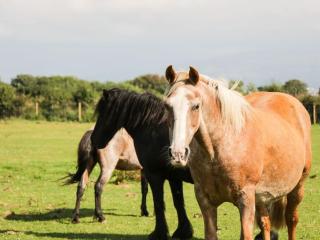 Ty Will, Parc Y Fronwen - 7