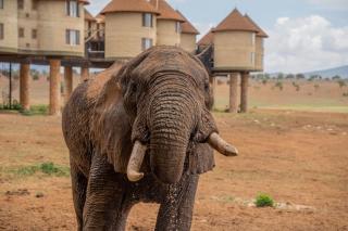 Salt Lick Safari Lodge - Tsavo - 0